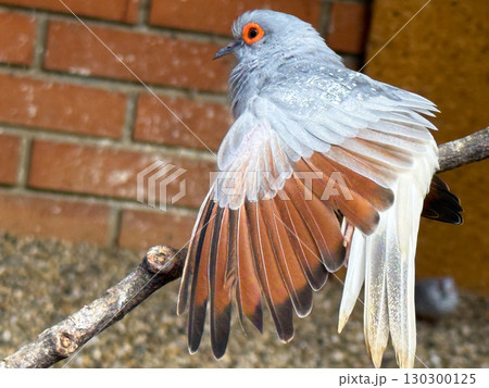 Diamond dove with spread wings. Small exotic pigeon species, avian plumage and birdwatching concept. Diamond dove with spread wings. Small exotic pigeon species, avian plumage and birdwatching concept. 130300125