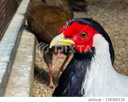 Male silver pheasant with bright red face. Ornamental ground bird, exotic wildlife and zoo fauna. Male silver pheasant with bright red face. Ornamental ground bird, exotic wildlife and zoo fauna. 130300130