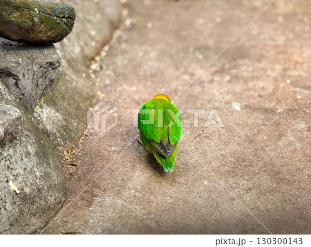 Lovebird on the ground near a wall. Vibrant colors, exotic pets and tropical wildlife observation. 130300143