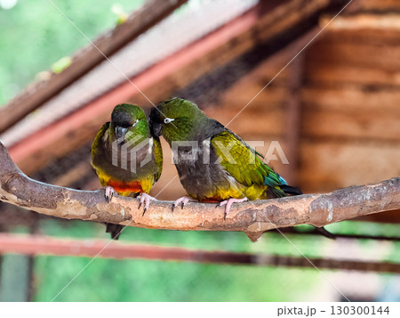 Two burrowing parrots grooming each other on a branch. Affection, wildlife bonding and tropical bird interaction. 130300144