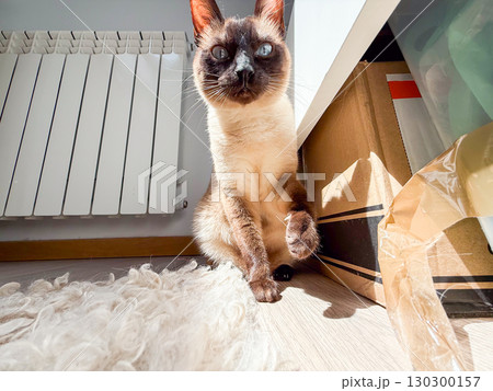 Siamese cat sitting on carpet in the sunlight. Domestic pet, calm behavior and home environment. 130300157
