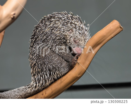 Porcupine Sleeping on a Tree 130300225