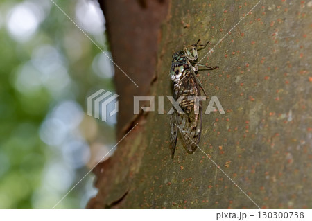 ミンミンゼミ 130300738