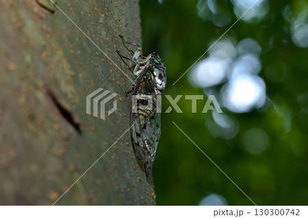 ミンミンゼミ ミンミンゼミ 130300742