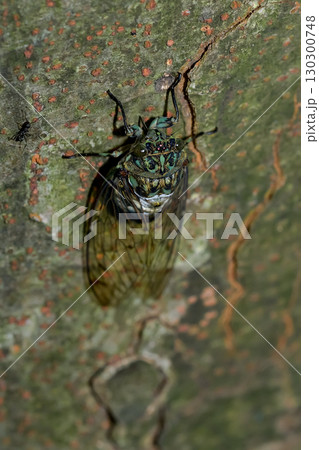 ミンミンゼミ 130300748