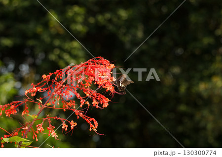 Yellow Helen on flowers of glorybower. 130300774