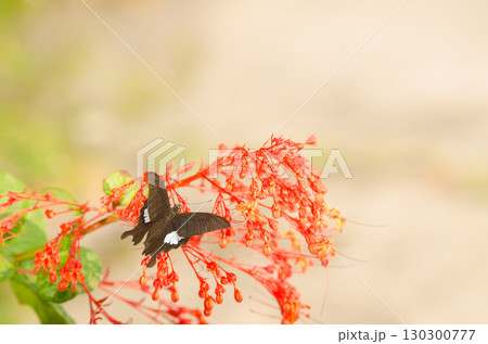 Yellow Helen on flowers of glorybower. Yellow Helen on flowers of glorybower. 130300777