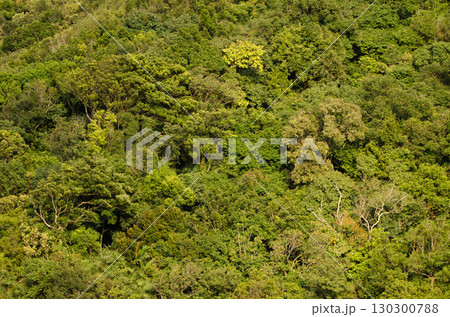 Forest in Son Tra Natural Reserve. Forest in Son Tra Natural Reserve. 130300788