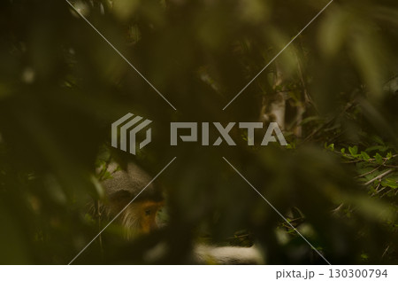 Red-shanked douc in the forest. 130300794