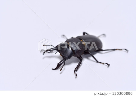 コクワガタ 130300896