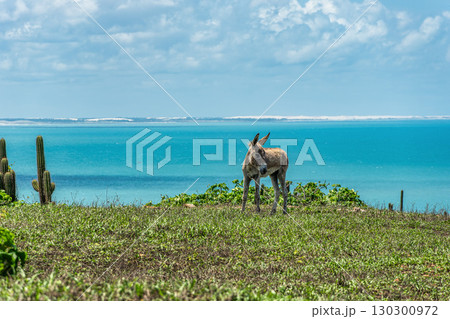 Serrote de Jericoacoara trail along the coast and beaches from Jericoacoara to Pedra Furada in Ceara State of Brazil 130300972