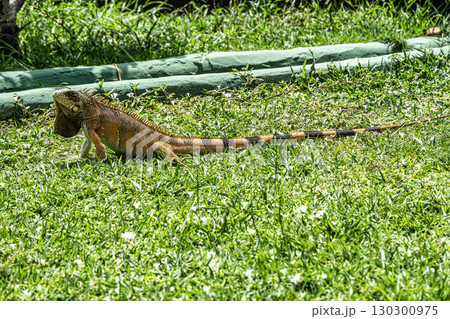 The Green Iguana, Iguana iguana, is a large species of lizard native to Central and South America. 130300975