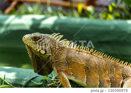 The Green Iguana, Iguana iguana, is a large species of lizard native to Central and South America. The Green Iguana, Iguana iguana, is a large species of lizard native to Central and South America. 130300978