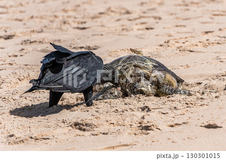 Vultures eating a dead turtle on the beach of Canoa Quebrada at Aracati in Ceara, Brazil. 130301015