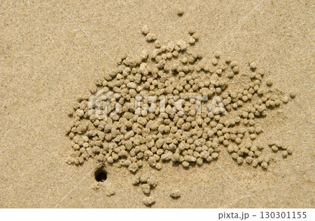 Burrow of pallid ghost crab. Burrow of pallid ghost crab. 130301155