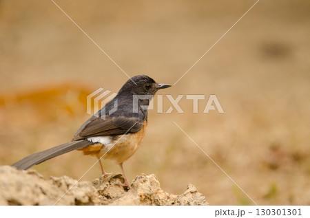 Female white-rumped shama Copsychus malabaricus macrourus. 130301301