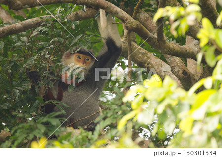 Red-shanked douc Pygathrix nemaeus. 130301334