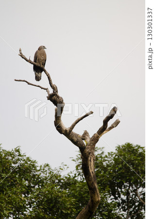 Crested honey buzzard. 130301337