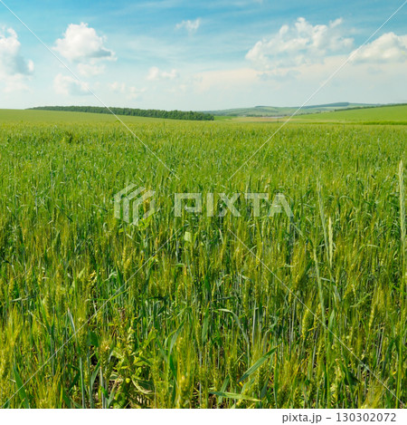 Panoramic landscape of a green field with a blue sky and clouds. Panoramic landscape of a green field with a blue sky and clouds. 130302072