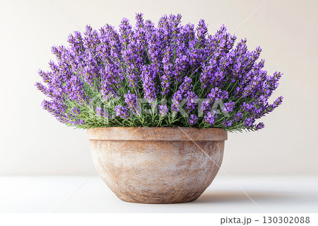 Vintage rural pot. Ceramic vase in village style with lavender plant with purple flowers on a white background. Herb bush in pot. 130302088