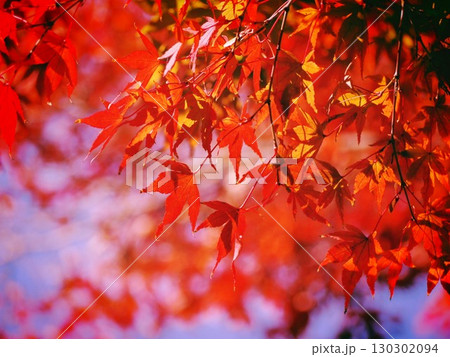 真っ赤な紅葉 130302094