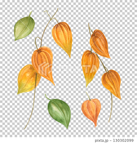 Physalis branches with bright orange lanterns watercolor illustration on isolated background clip art. Autumn decorative buds for holiday bouquets, festive winter design, Christmas decoration. Physalis branches with bright orange lanterns watercolor illustration on isolated background clip art. Autumn decorative buds for holiday bouquets, festive winter design, Christmas decoration. 130302099