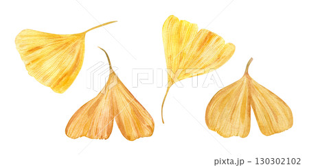 Golden gingko biloba leaf watercolor illustration clip art on isolated background. . Leaves in autumn colors. Fall gingko foliage in realistic style. For botanical designs, Asian patterns. 130302102