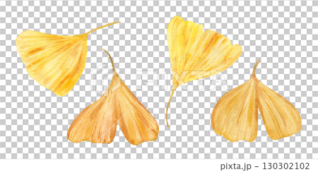 Golden gingko biloba leaf watercolor illustration clip art on isolated background. . Leaves in autumn colors. Fall gingko foliage in realistic style. For botanical designs, Asian patterns. 130302102