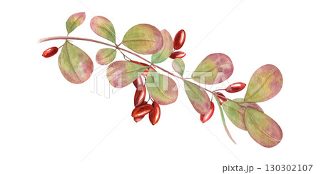 Watercolor barberry branches with bright red berries bunch and leaves. Wintergreen barberry clip art. Wild berry twig for autumn designs, herbal medicine concepts, healthy lifestyle decor. 130302107