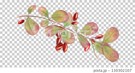 Watercolor barberry branches with bright red berries bunch and leaves. Wintergreen barberry clip art. Wild berry twig for autumn designs, herbal medicine concepts, healthy lifestyle decor. Watercolor barberry branches with bright red berries bunch and leaves. Wintergreen barberry clip art. Wild berry twig for autumn designs, herbal medicine concepts, healthy lifestyle decor. 130302107