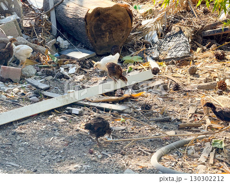 Group of small chicks walking on dry ground with scattered debris. Growth, survival and rural poultry farming environment with natural outdoor setting. Group of small chicks walking on dry ground with scattered debris. Growth, survival and rural poultry farming environment with natural outdoor setting. 130302212