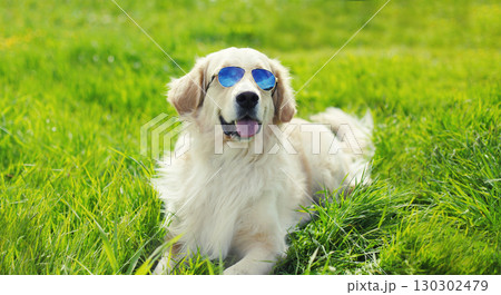 Golden Retriever dog in sunglasses outdoors sitting on grass in summer park 130302479