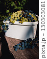 Heap of ripe grape in white basket on wooden bench. Autumn harvest. Autumn fruits. Bunch of juicy black and white grape in sunlight. Autumn agriculture. September nature. Healthy organic grapes.  130303081