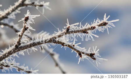 Close-up of frozen tree branch covered with sharp white frost crystals on a cold winter day with soft blurred background 130303187