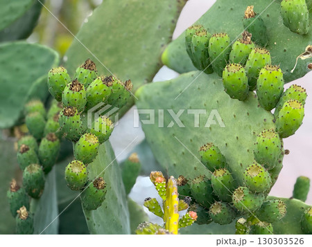 Prickly pear cactus with green fruits in natural outdoor setting. Growth, agriculture and exotic plant life in Mediterranean environment. 130303526