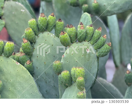 Prickly pear cactus with green fruits in natural outdoor setting. Growth, agriculture and exotic plant life in Mediterranean environment. Prickly pear cactus with green fruits in natural outdoor setting. Growth, agriculture and exotic plant life in Mediterranean environment. 130303530
