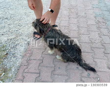Small dog sitting on pavement while person pets it. Pet, companionship and emotional bond between human and animal in everyday life. Small dog sitting on pavement while person pets it. Pet, companionship and emotional bond between human and animal in everyday life. 130303539