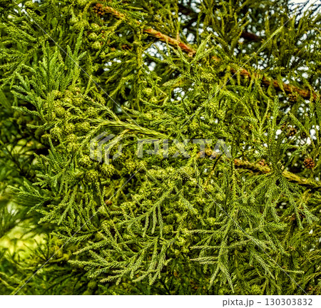Cryptomeria Japonica Branches with Needles and Cones Cryptomeria Japonica Branches with Needles and Cones 130303832