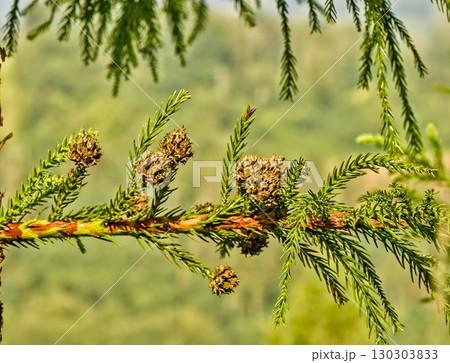 Japanese Cedar Branch with Brown Cones Japanese Cedar Branch with Brown Cones 130303833
