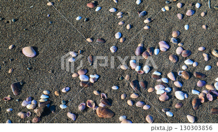 shells beautiful nature of beach ecosystems shells beautiful nature of beach ecosystems 130303856