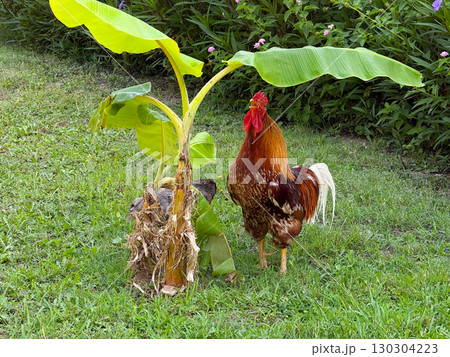 Closeup of rooster near banana plant. Rural life, poultry farming, and natural outdoor environment. 130304223