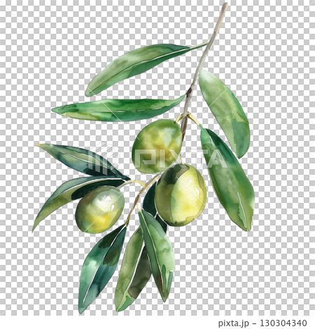 Hand-painted watercolor olive sprig with silver-green leaves, isolated on white background. Perfect for culinary branding or wellness product packaging 130304340