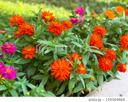 Orange zinnia flowers in full bloom with green foliage. Garden beauty, ornamental plants, and seasonal summer blossoms. 130304668