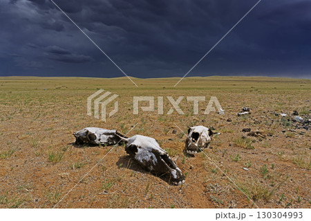 Skulls in steppe and storm mammatus clouds 130304993
