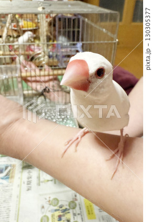 可愛い白い文鳥 可愛い白い文鳥 130305377