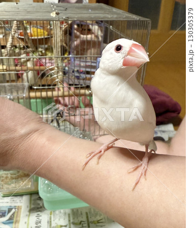 可愛い白い文鳥 130305379