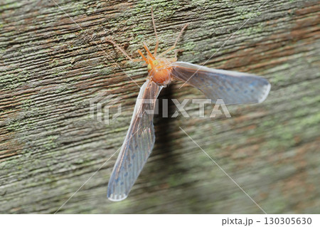 ウスマエグロハネナガウンカ 130305630