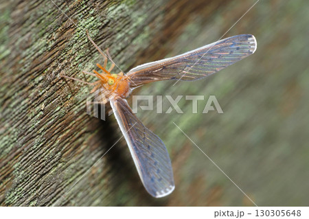 ウスマエグロハネナガウンカ 130305648