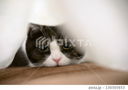 毛布の中の猫 130305653