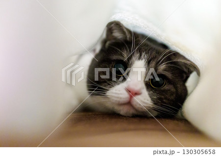 毛布の中の猫 毛布の中の猫 130305658